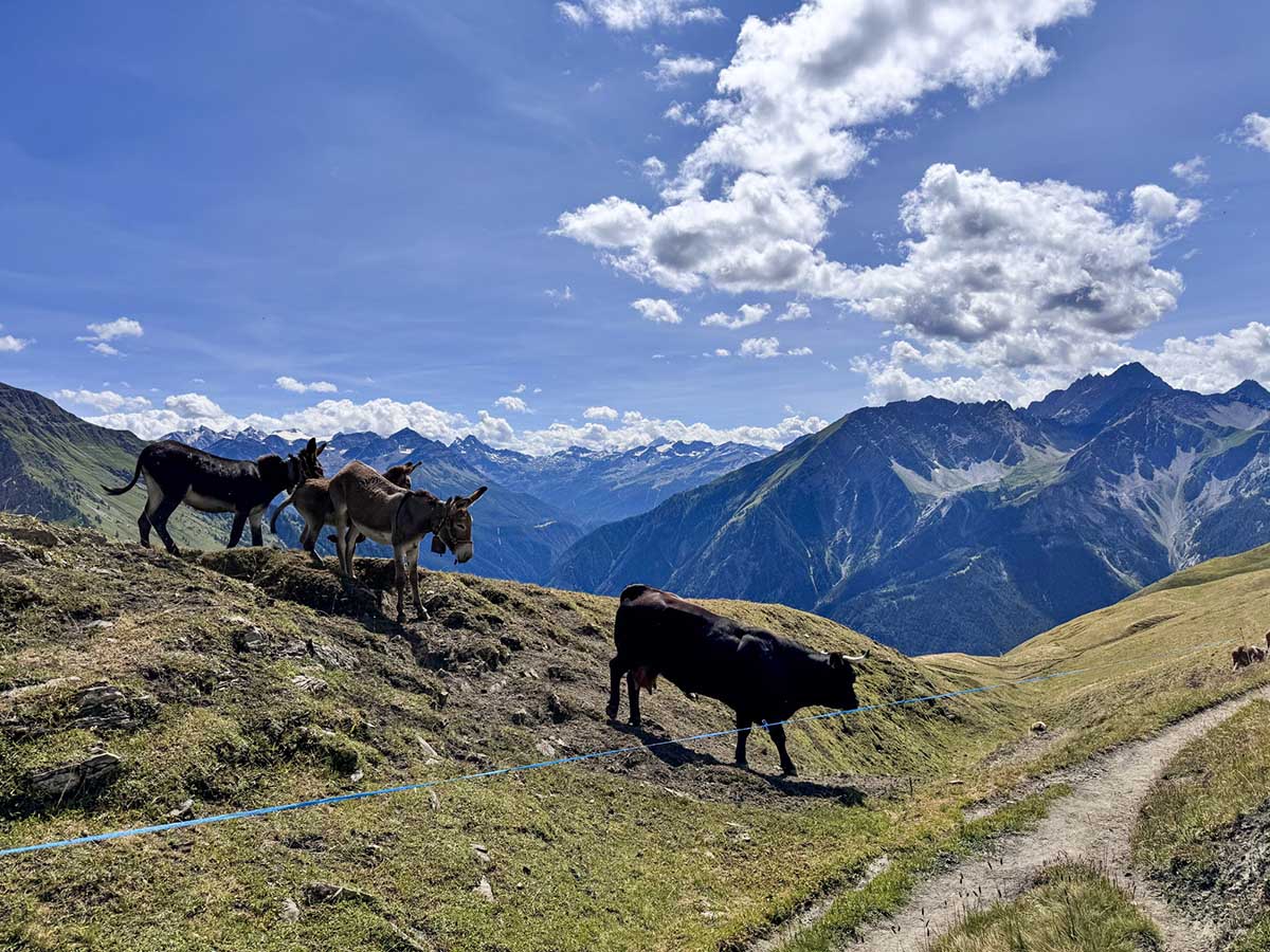Ânes et vache dans un alpage du Val Ferret face aux montagnes